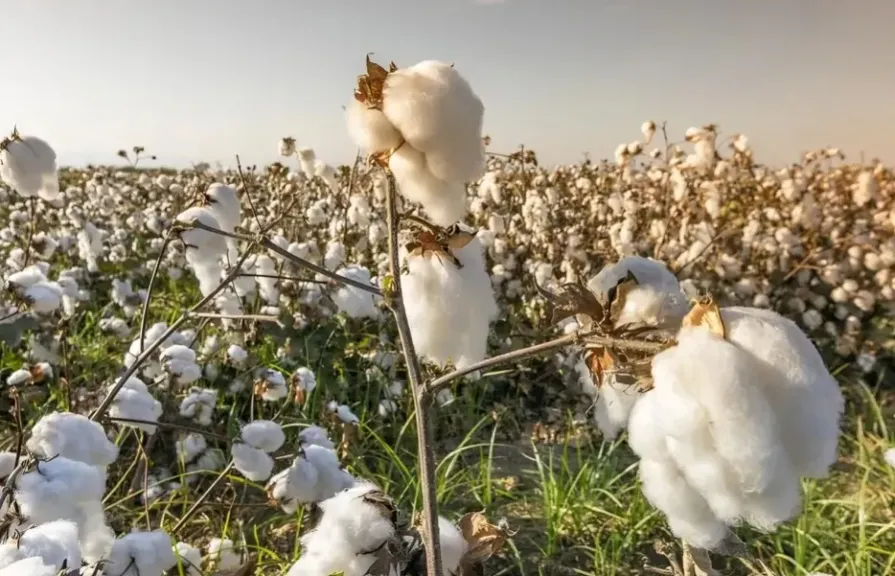أسيوط تُحصّن محصول القطن، لجان ميدانية لدعم الزراعة وتعزيز الأمن الغذائي