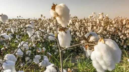 أسيوط تُحصّن محصول القطن، لجان...