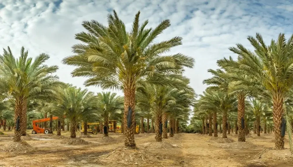 نخيل البلح