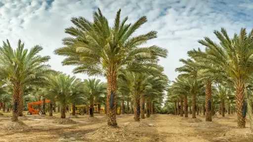 6 خطوات أساسية لرعاية نخيل...