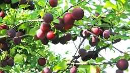 اقتصاد أخضر
