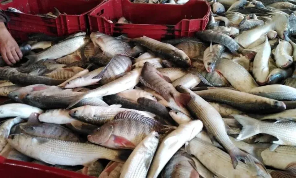 الأسماك